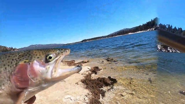 Big Bear Lake | Trout Fishing Report | Windy Conditions смотреть онлайн