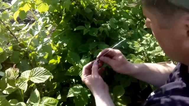 Шпалера для малины. Дешево и эффективно. Tapestry for raspberries смотреть онлайн