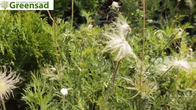 Сон трава видео обзор от Greensad смотреть онлайн