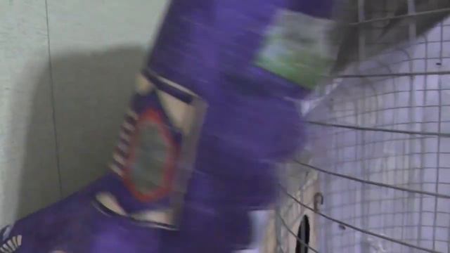 58 Разведение попугаев Две пары 10.06.17 Дневник разведения Все хорошо смотреть онлайн