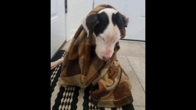 Учитель кинулся в ледяную воду, чтобы спасти несчастное животное. смотреть онлайн