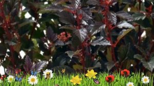 Пузыреплодник калинолистный Литтл Джокер ? Посадка. саженцы, крупномеры пузыреплодника: особенности