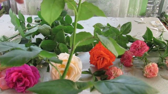 ПОЧЕМУ НЕ ПОЛУЧАЕТСЯ УКОРЕНИТЬ РОЗЫ ИЗ БУКЕТА . ОШИБКИ. смотреть онлайн