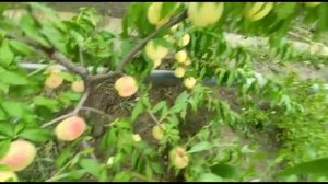 Персик Ice Peach (Айс Пич) урожай 2022