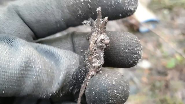 В лесах Прибалтийского фронта. Эдельвейс. / In the forests of the Baltic front. Edelweiss. смотреть онлайн