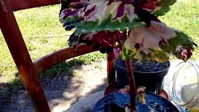 Колеус гигант перевалка смотреть онлайн