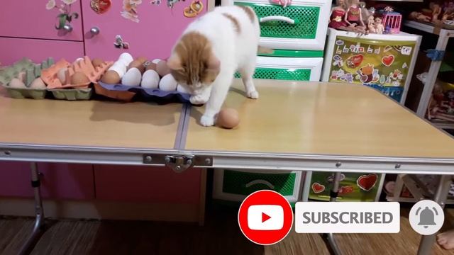 Коты любят яйца? Коты любят бить яйца смотреть онлайн