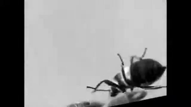 РИДЕКС ПЛЮС (RIDDEX PLUS PEST REJECT) УЛЬТРАЗВУКОВОЙ ОТПУГИВАТЕЛЬ ГРЫЗУНОВ И НАСЕКОМЫХ смотреть онлайн