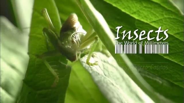 УВЛЕКАТЕЛЬНЫЙ ФИЛЬМ О МИРЕ НАСЕКОМЫХ! Насекомые, или миллиметровый мир. Лучшие фильмы. Filmegator