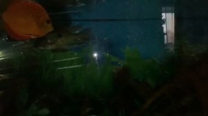 Аквариум. Отключили свет. Что делать?