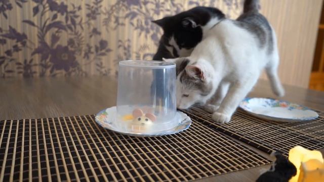 ОБЫЧНАЯ ЕДА ПРОТИВ ХЭЛЛОУИН ЕДЫ! КОТ и КОШЕЧКА МУРКА и Halloween Food vs REAL FOOD ЧЕЛЛЕНДЖ смотреть онлайн