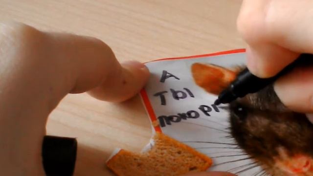 Paper how doesn't understand feed pets.(ideas for pets ?) смотреть онлайн