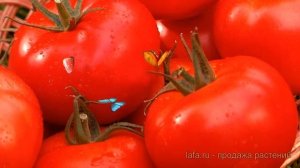 Томат обыкновенный Маргарита блюз F1 ? обзор: как сажать, семена томата Маргарита блюз F1