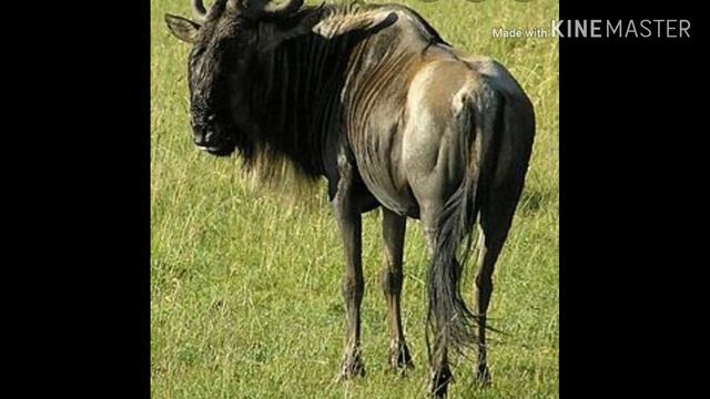 Топ 5 самых быстрых животных в мире смотреть онлайн