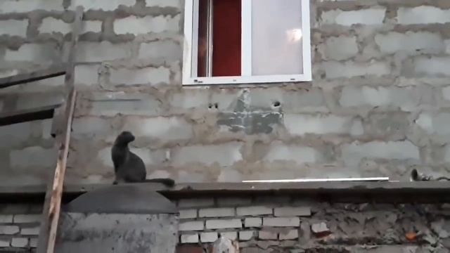 Развожу процессы// снимаю МК//вяжем-распускаем// цветы и огород// последнии новости смотреть онлайн