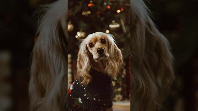 Как "чудо-спаниель" спас малышку? смотреть онлайн