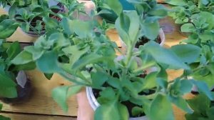 Наглядно Показываю, Когда и Как Обрезать ВЕРХУШКУ у Петунии, а Когда Оставить