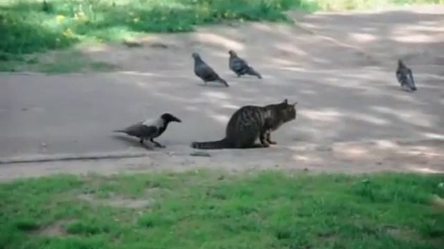 Ворона издевается над котом смотреть онлайн
