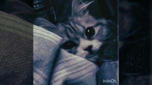 ПОШЛАЯ МОЛЛИ- беспечный рыцарь тьмы ❤️???♥️????