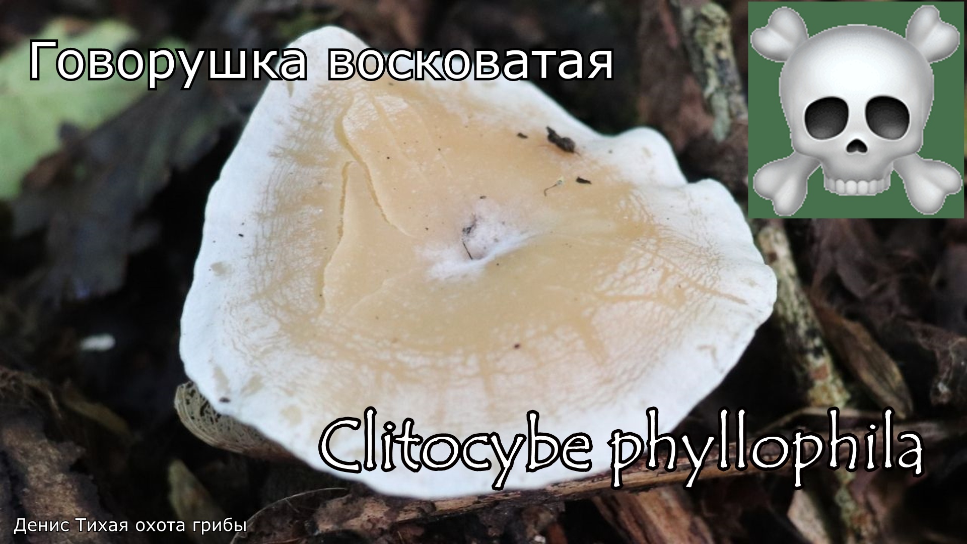 Смертельно-ядовитый гриб - Говорушка восковатая | Clitocybe phyllophila смотреть онлайн