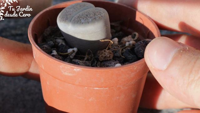 ♻️ Ciclo anual y CUIDADOS de los lithops ✅ смотреть онлайн