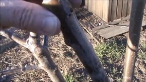 Прививка персиков на сливу в марте