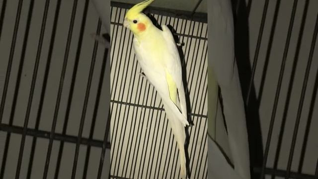 COCKATIEL MATING CALL ~ COCKTAIL MATING CALL ~ cockatiel breeding sound~male and female mating call смотреть онлайн