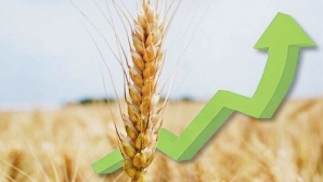 Повышение урожайности зерна на 80% / Инновационное предложение для бизнеса и кооперативов - ГВ смотреть онлайн