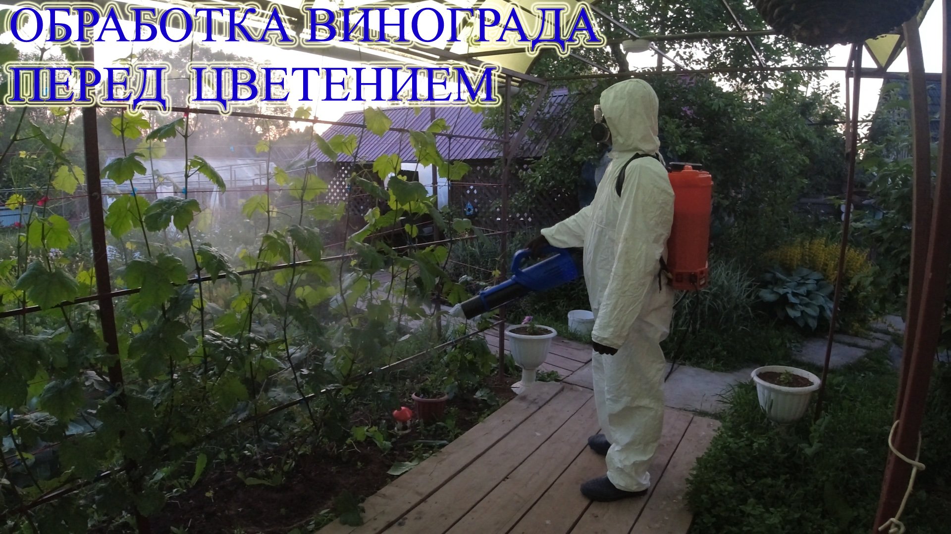 Обработка винограда перед цветением.