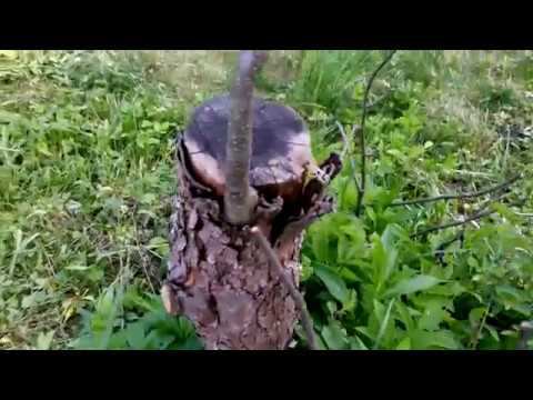 Прививка Яблони Прижилась, но Пень Сохнет смотреть онлайн