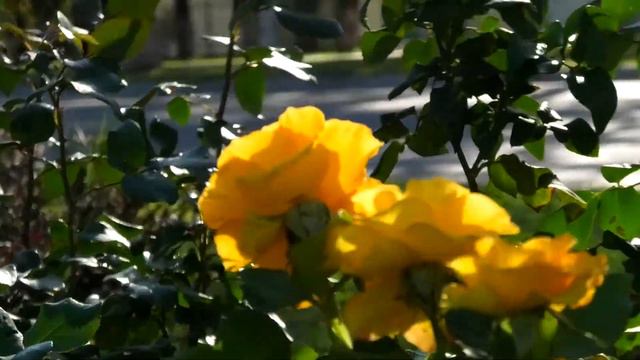 Anapa 10/28/2018. Street flowers. Анапа 28.10.2018. Уличные цветы. смотреть онлайн