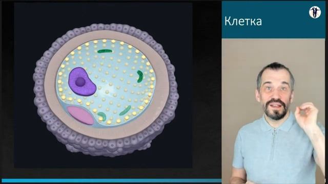 Легкие и система дыхания смотреть онлайн