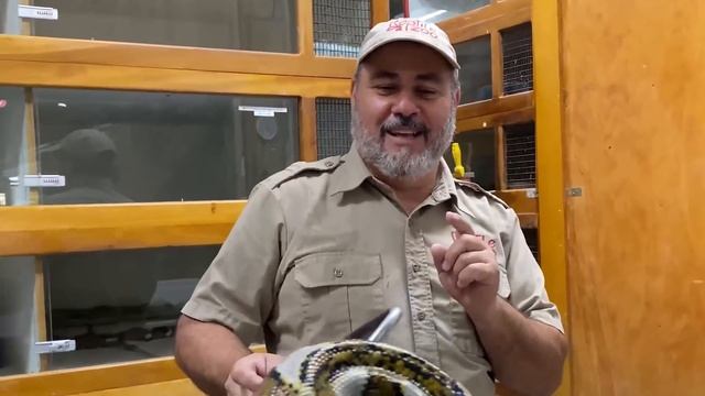 Insane Giant Reticulated Python Egg Pulling! смотреть онлайн