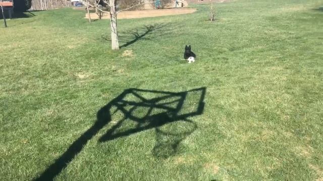 Играю с собакой шотландский терьер Finn в футбол во дворе soccer смотреть онлайн