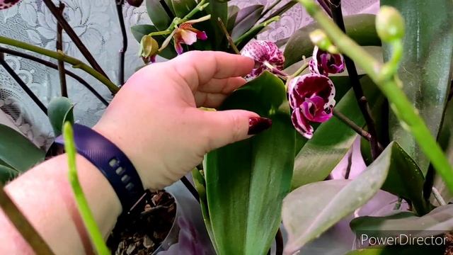 И у меня сохнут бутоны??