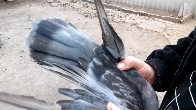Голуби линяют или как удаляют ненужные перья. смотреть онлайн