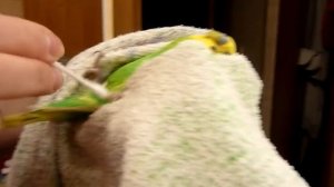 Как ВЫЛЕЧИТЬ ПОПУГАЯ от КЛЕЩА//ЧЕСОТОЧНЫЙ КЛЕЩ ЛЕЧЕНИЕ//ЛЕКАРСТВО от КЛЕЩА//зеленый попугайчик TV