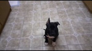 Амстафф, амстафф и бультерьер.