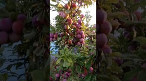 слива Оцарк Премьер (Ozark Premier)