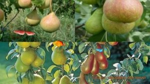 Груша обыкновенная Осенняя Яковлева - Аллегро ? обзор: как сажать, саженцы груши