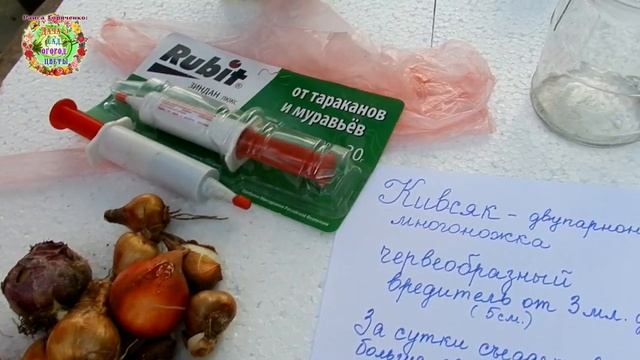 Как и чем защитить все луковицы цветов от ненасытных червяков - кивсяков? смотреть онлайн