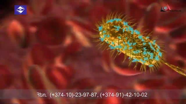 Հելիկոբակտեր պիլորի Helikobakter Pilori Хеликобактер Пилори смотреть онлайн