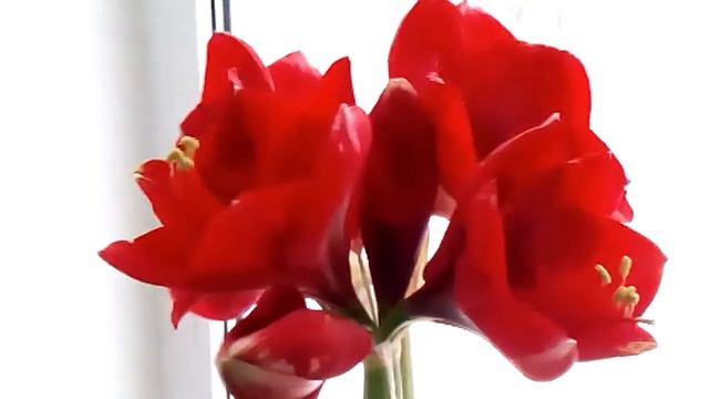 Аленький цветочек - отдыхает. Amaryllis - зажигает смотреть онлайн