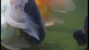 Каковы особенности содержания золотых рыбок (Carassius auratus auratus) в аквариумах и прудах ?