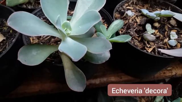 #gardening71 : Succulent Identification With Picture Part 1