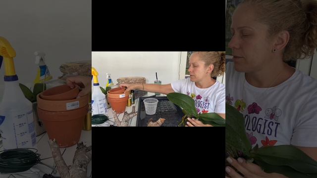 Plants project- crafting an organic mount for a failing Phalaenopsis orchid смотреть онлайн