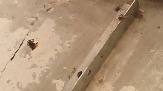 Два Паука и добыча