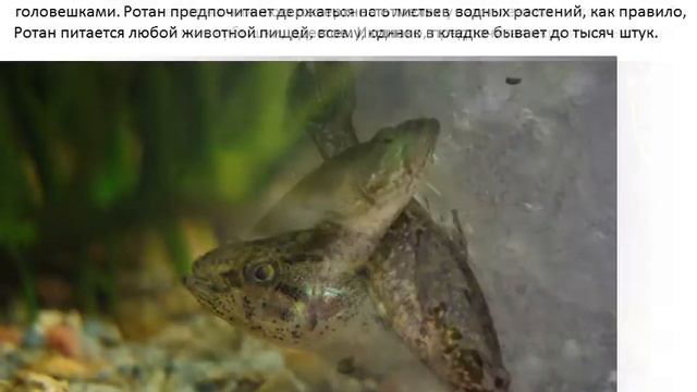 Фото и описание рыбы Ротан. смотреть онлайн