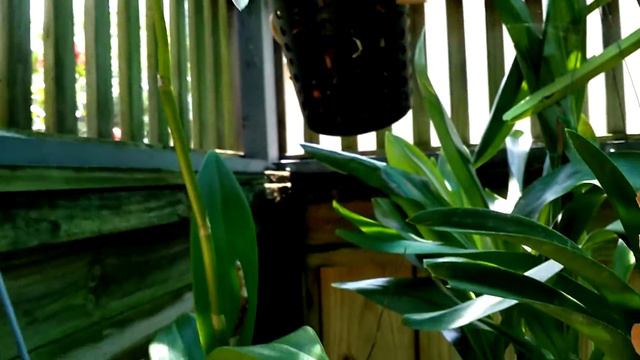 Vanda Ben's Delight opening смотреть онлайн