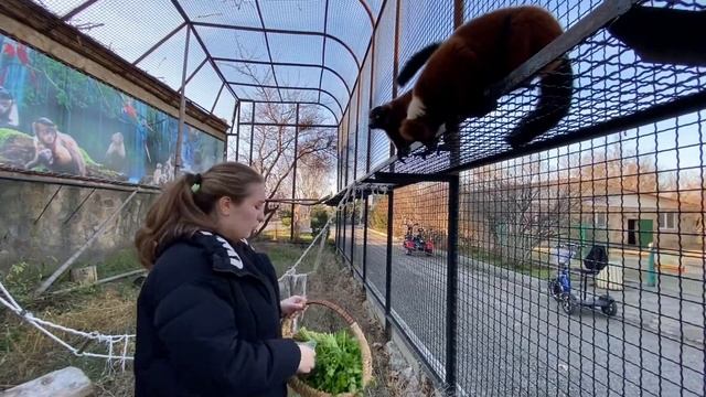 Лемуры Вари РЫЧАТ КАК ЛЬВЫ ! смотреть онлайн
